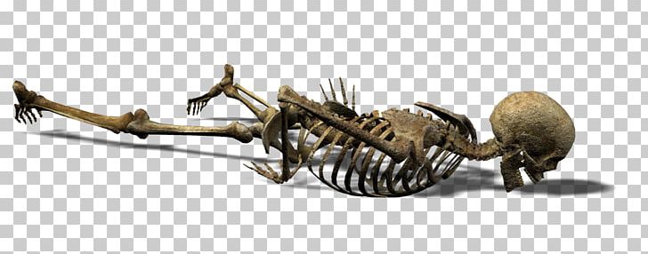 Human Skeleton Skull Endoskeleton Exoskeleton PNG, Clipart, Alpha Channel, Alpha Compositing, Auto Part, Cari, Cytoskeleton Free PNG Download