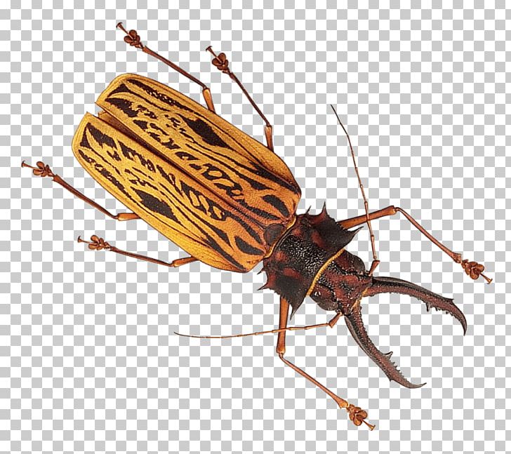 Insect Ant Mosquito PNG, Clipart, Animals, Ant, Arthropod, Beetle, Cricket Free PNG Download
