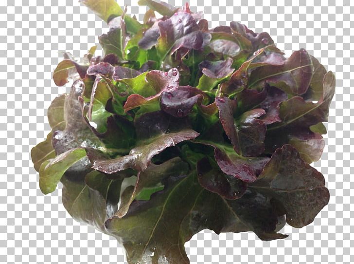 Red Leaf Lettuce Spring Greens Herb Leaf Vegetable PNG, Clipart, Herb, Hydropower, Leaf Vegetable, Lettuce, Others Free PNG Download