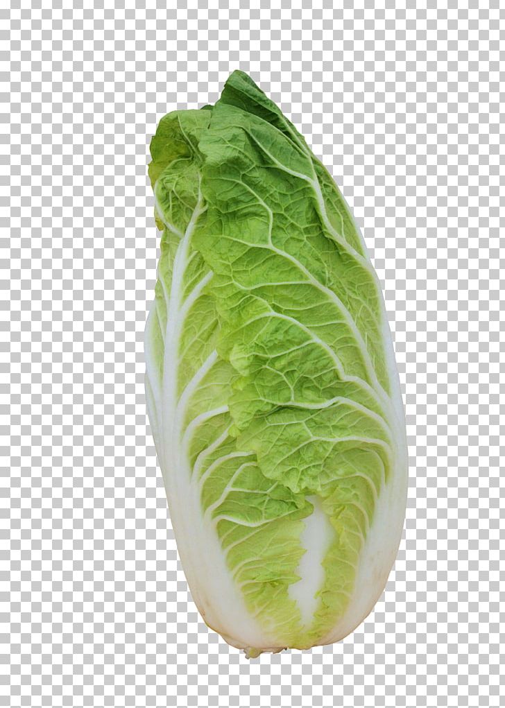 Romaine Lettuce Napa Cabbage Spring Greens Chinese Cabbage PNG, Clipart, Cabbage, Cabbage Leaves, Cabbage Roses, Cartoon Cabbage, Collard Greens Free PNG Download