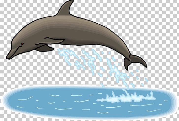 Spinner Dolphin All About Dolphins Bottlenose Dolphin PNG, Clipart, Animal, Bottlenose Dolphin, Cetacea, Fauna, Killer Free PNG Download