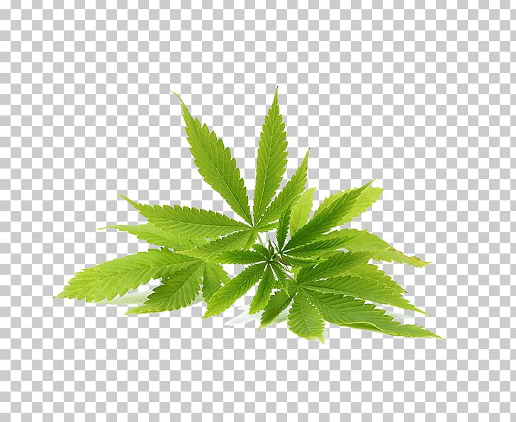 Hemp Oil Cannabidiol Cannabis Sativa PNG, Clipart, Cannabidiol, Cannabinoid, Cannabis, Cannabis Cultivation, Cannabis Sativa Free PNG Download