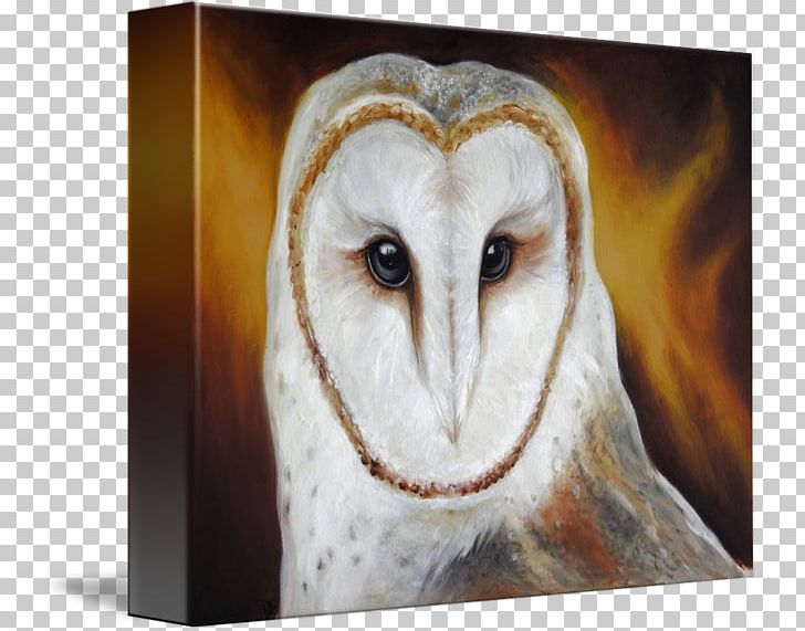 Owl Fauna Beak PNG, Clipart, Barn Owl, Beak, Bird, Bird Of Prey, Fauna Free PNG Download