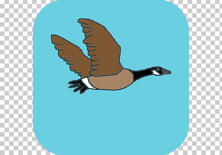 Duck Goose Feather PNG, Clipart, Animals, App, Beak, Bird, Clip Art Free PNG Download