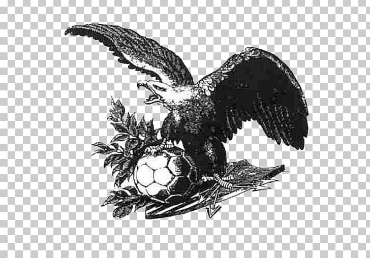 Handbalvereniging Minerva Bald Eagle Gaanderwijs LSV Minerva Rabobank PNG, Clipart,  Free PNG Download