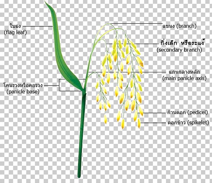Hainanese Chicken Rice Grasses Panicle Plant PNG, Clipart, Angle, Area, Brown Rice, Commodity, Cooker Free PNG Download