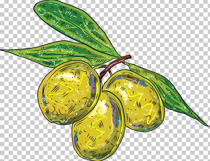 Olive Branch PNG, Clipart, Auglis, Designer, Download, Food, Food ...