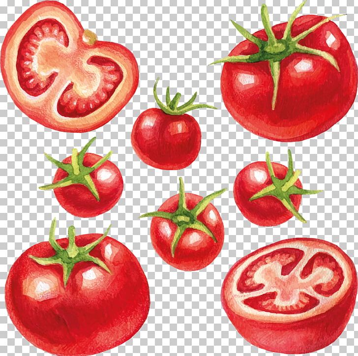 Vegetable Illustration Fruit PNG, Clipart, Bush Tomato, Cherry Tomato, Diet Food, Drawing, Food Free PNG Download