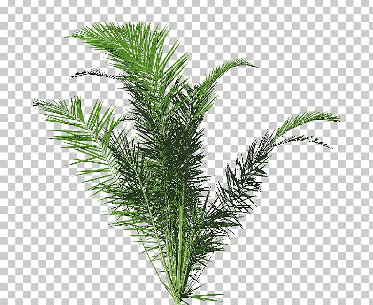 Arecaceae Pitcher Plant Tree PNG, Clipart, Agac, Agac Resimleri, Arecales, Branch, Conifer Free PNG Download