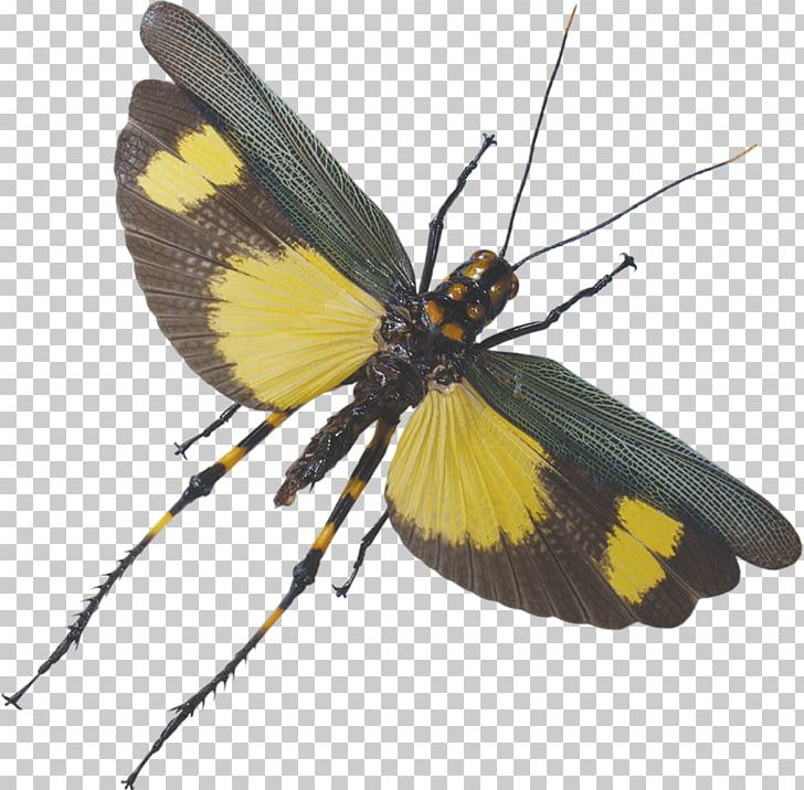 Brush-footed Butterflies Flight Moth Grasshopper Wing PNG, Clipart, Arthropod, Beetle, Brush Footed Butterfly, Butterfly, Circus Free PNG Download