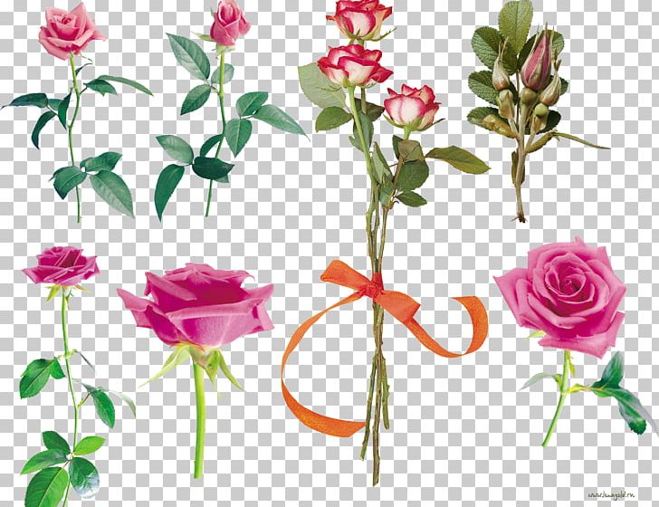 Garden Roses Flower Centifolia Roses Pink Petal PNG, Clipart, Annual Plant, Artificial Flower, Bud, Centifolia Roses, Cut Flowers Free PNG Download