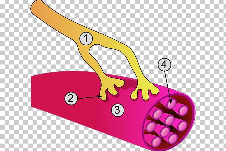 Neuromuscular Junction Somatic Nervous System Skeletal Muscle Motor Neuron PNG, Clipart, Area, Axon, Line, Miscellaneous, Motor Neuron Free PNG Download