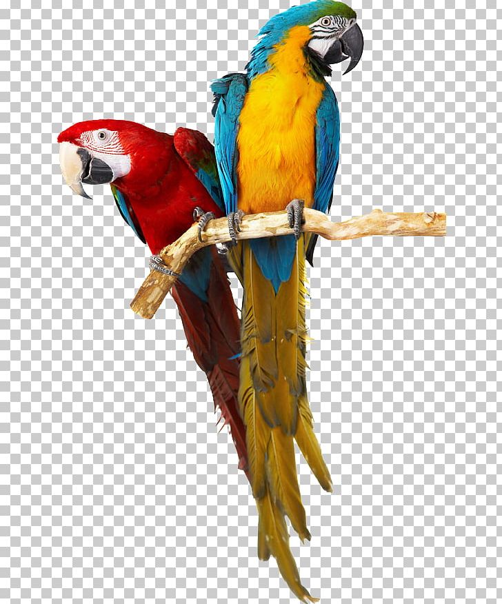 Parrot Bird Stock Photography PNG, Clipart, Animal, Animals, Birds, Common Pet Parakeet, Eclectus Parrot Free PNG Download