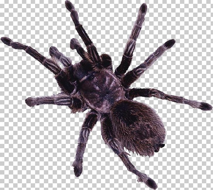 Spider Web Tarantula PNG, Clipart, Arachnid, Arthropod, Background Black, Black, Black Free PNG Download