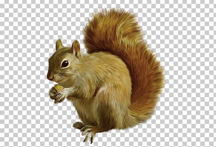 Tree Squirrel Mexican Gray Squirrel PNG, Clipart, Chipmunk, Encapsulated Postscript, Fauna, Mammal, Miscellaneous Free PNG Download
