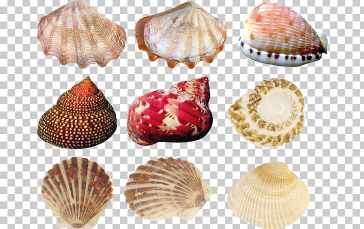 Cockle Oyster Seashell Conchology PNG, Clipart, Animals, Cdr, Clams Oysters Mussels And Scallops, Cockle, Conch Free PNG Download