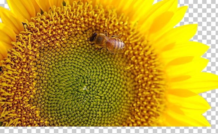 Common Sunflower Bud Sunflower Seed Gold PNG, Clipart, Animal, Auxin, Bee Pollen, Bees, Blue Free PNG Download