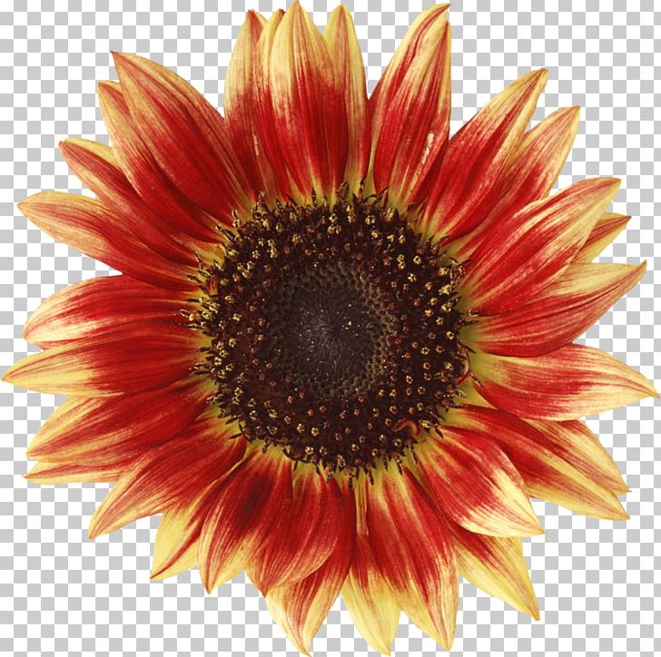 Common Sunflower PNG, Clipart, Closeup, Common Sunflower, Daisy Family, Download, Flower Free PNG Download