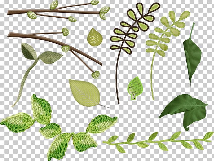 Leaf Plant Stem Herbalism PNG, Clipart, Branch, Flora, Grass, Green, Herb Free PNG Download