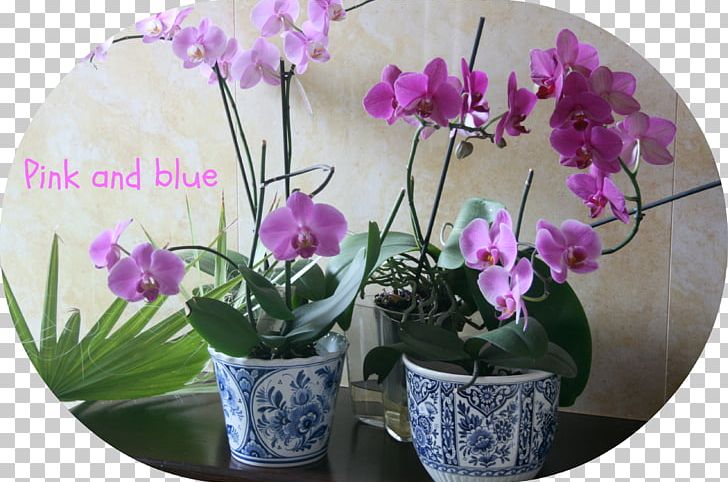 Moth Orchids Flowerpot Herbaceous Plant PNG, Clipart, Bine, Flora, Flower, Flowering Plant, Flowerpot Free PNG Download