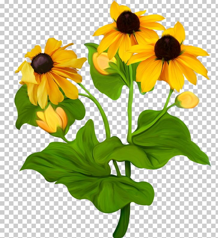 Clothing Flower PNG, Clipart, Annual Plant, Blog, Clothing, Cut Flowers, Daisy Family Free PNG Download