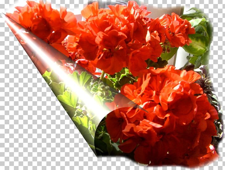 Cut Flowers Petal Dish Network PNG, Clipart, Autumn, Autumn Flowers, Cut Flowers, Dish, Dish Network Free PNG Download