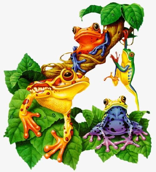Frog Family PNG, Clipart, Amphibians, Animals, Family Clipart, Family Clipart, Frog Free PNG Download