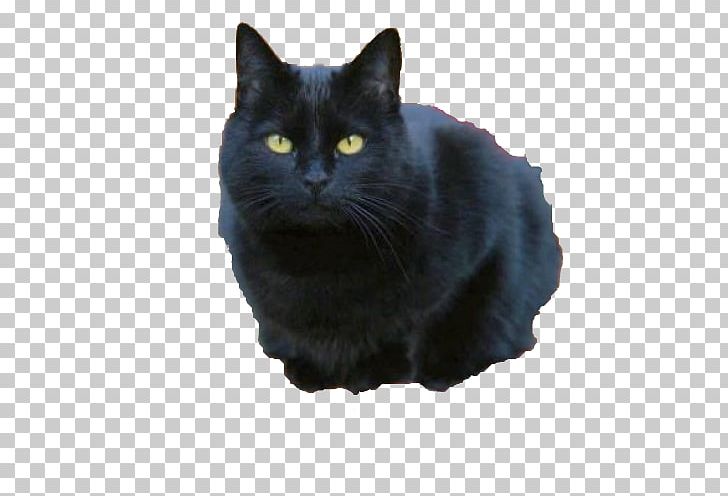 Bombay Cat Nebelung Chartreux Manx Cat Korat PNG, Clipart, Asian Semi Longhair, Black, Carnivoran, Cat Like Mammal, Computer Free PNG Download