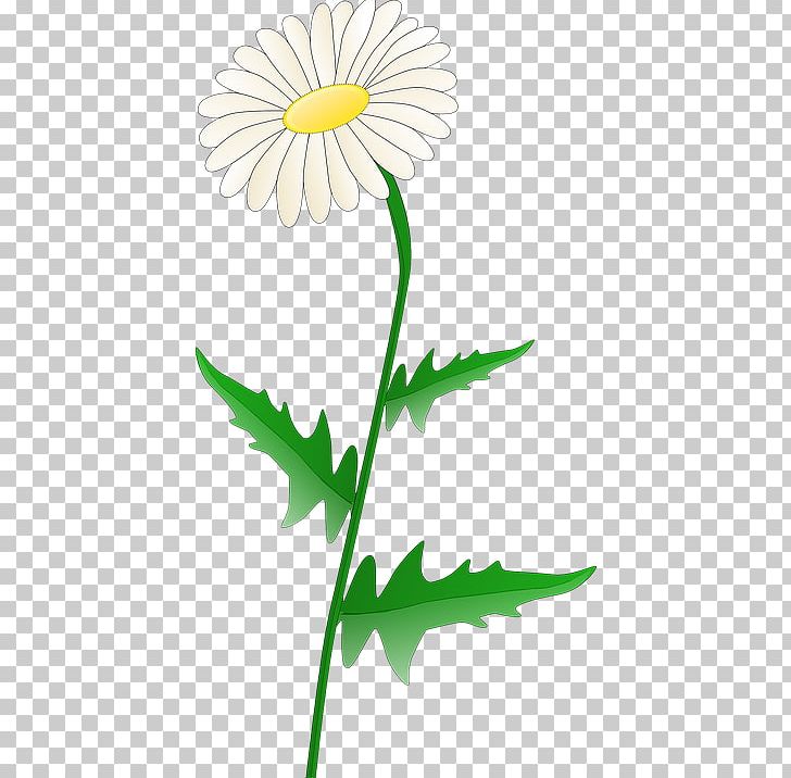 Common Daisy PNG, Clipart, Artwork, Chrysanths, Common Daisy, Cut Flowers, Daisy Free PNG Download