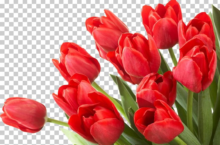 Flower Tulip Desktop PNG, Clipart, Bud, Cut Flowers, Desktop Wallpaper, Dots Per Inch, Drawing Free PNG Download