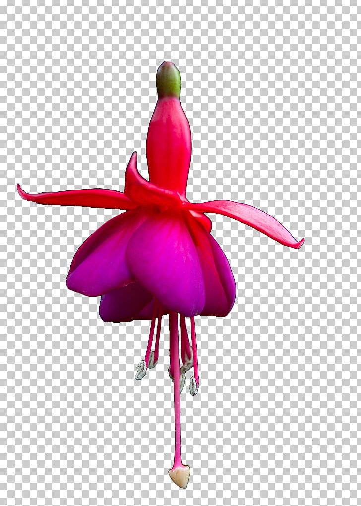 Fuchsia Startpagina.nl We Heart It Gardening PNG, Clipart, Aesthetics, Bambi, Beautiful Objects, Flower, Flowering Plant Free PNG Download