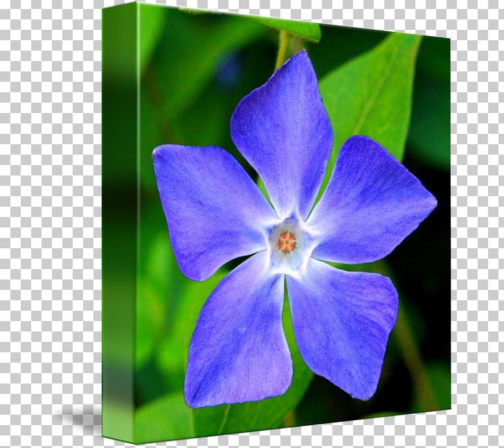 Myrtle Greater Periwinkle Madagascar Periwinkle Flower PNG, Clipart, Bellflower Family, Blue, Cobalt Blue, Flora, Flower Free PNG Download