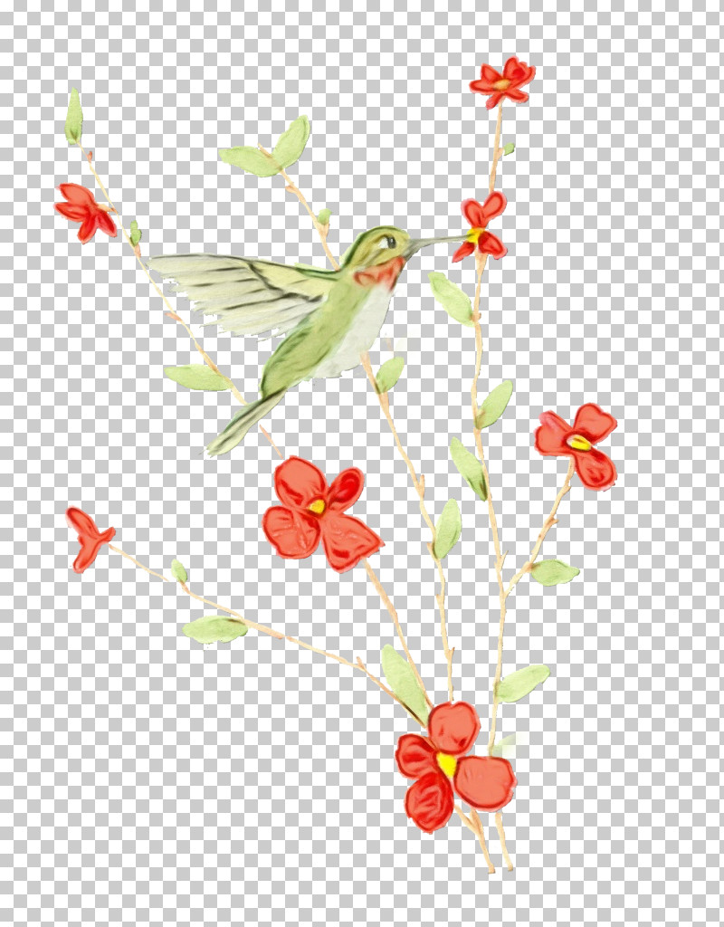 Hummingbird PNG, Clipart, Branch, Flower, Hummingbird, Paint, Pedicel Free PNG Download
