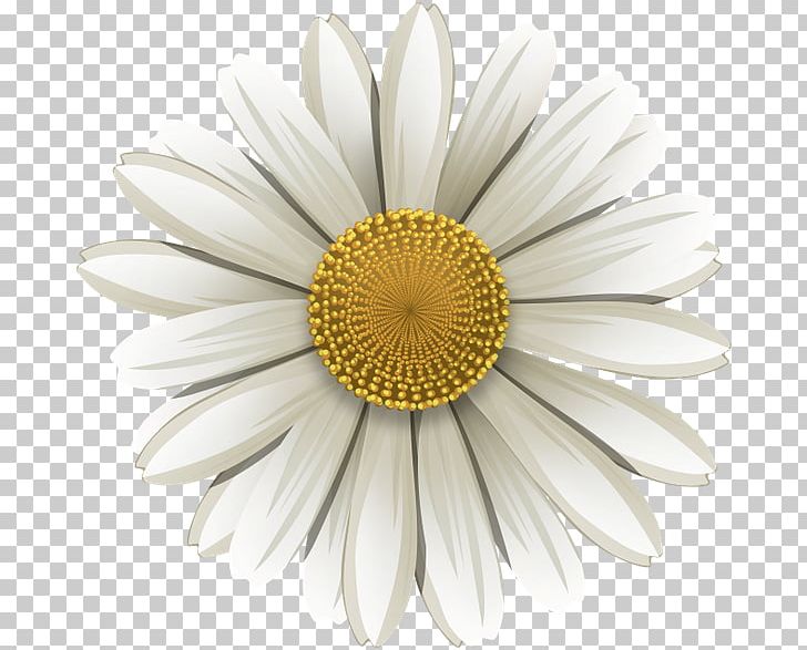 Common Daisy German Chamomile Flower PNG, Clipart, Chamomile, Cicek Resimleri, Common Daisy, Cut Flowers, Daisy Free PNG Download