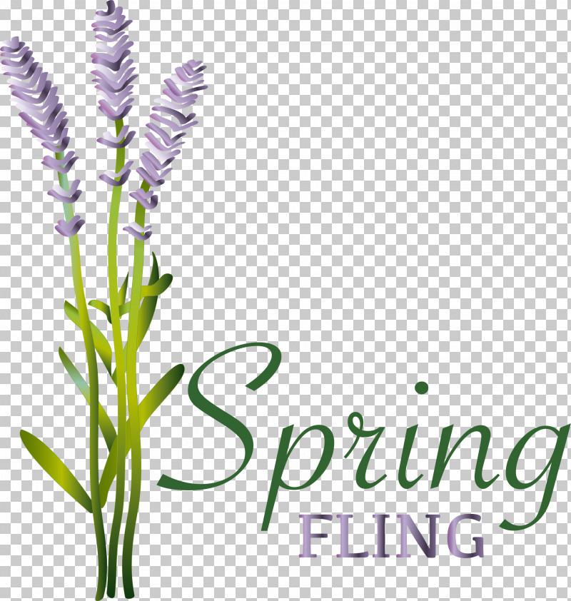 Lavender PNG, Clipart, Drawing, English Lavender, Essential Oil, Flower, Lavender Free PNG Download