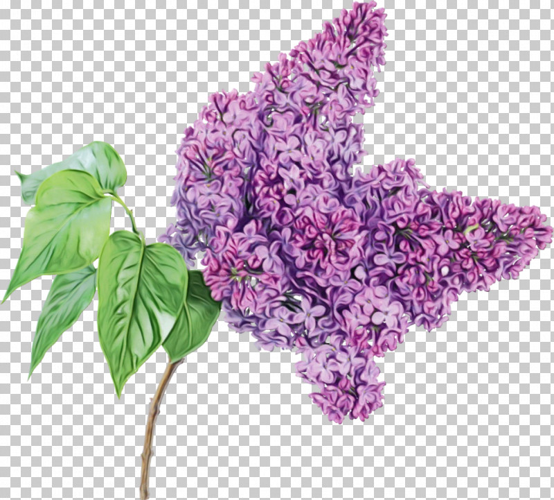 Flower Lilac Plant Lilac Purple PNG, Clipart, Buddleia, Cut Flowers, Flower, Leaf, Lilac Free PNG Download