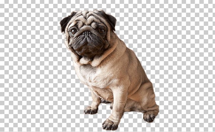 Puggle Puppy French Bulldog Boston Terrier PNG, Clipart, American Kennel Club, Animals, Boston Terrier, Breed, Carnivoran Free PNG Download