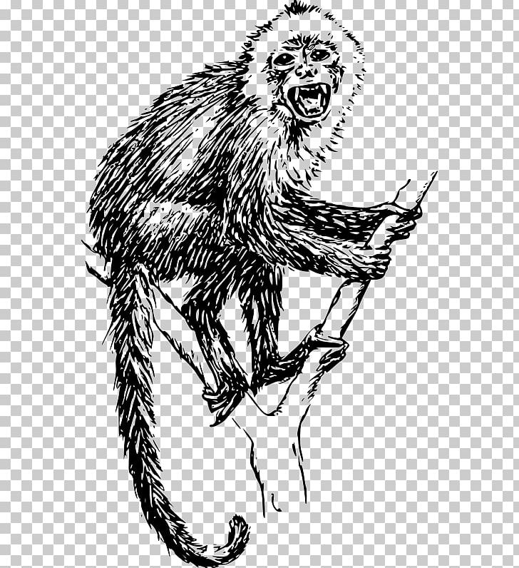 Capuchin Monkey Tufted Capuchin Primate Ape Chimpanzee PNG, Clipart, Animals, Ape, Big Cats, Carnivoran, Cartoon Free PNG Download