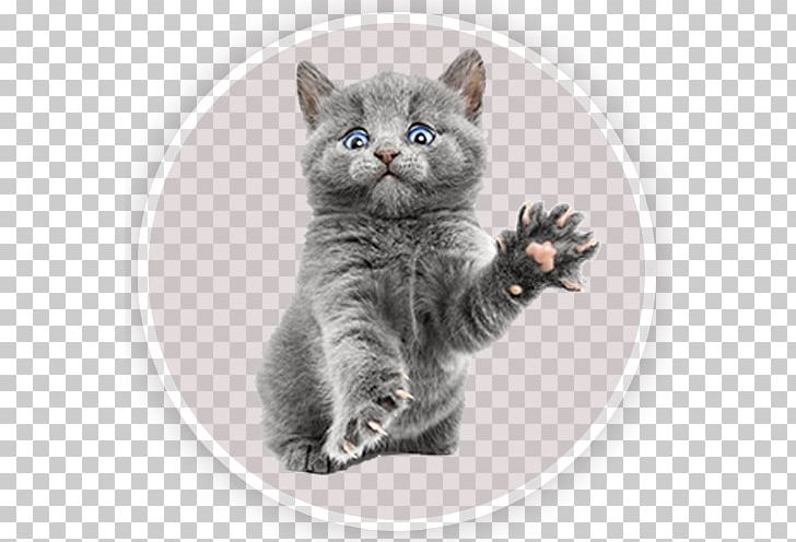 Cat Kitten Paw Dog Veterinarian PNG, Clipart, Amazoncom, American Shorthair, American Wirehair, Animals, Asian Free PNG Download