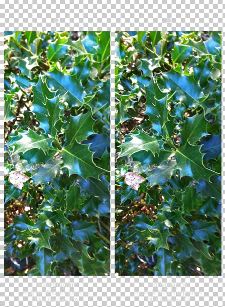 Holly Evergreen Leaf Aquifoliaceae PNG, Clipart, Aquifoliaceae, Branch, Evergreen, Holly, Leaf Free PNG Download