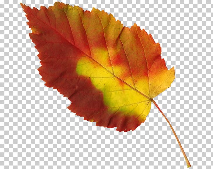 Leaf PNG, Clipart, Autumn, Autumn Leaf Color, Computer Icons, Deciduous, Digital Image Free PNG Download