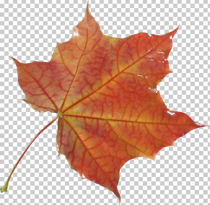 Maple Leaf PNG, Clipart, Autumn, Autumn Leaf Color, Autumn Leaves, Autumn Png Leaf, Computer Icons Free PNG Download