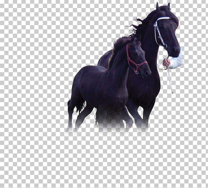Stallion Friesian Horse Mustang Mare Pony PNG, Clipart, Bridle, Foal, Friesian, Friesian Horse, Frisians Free PNG Download