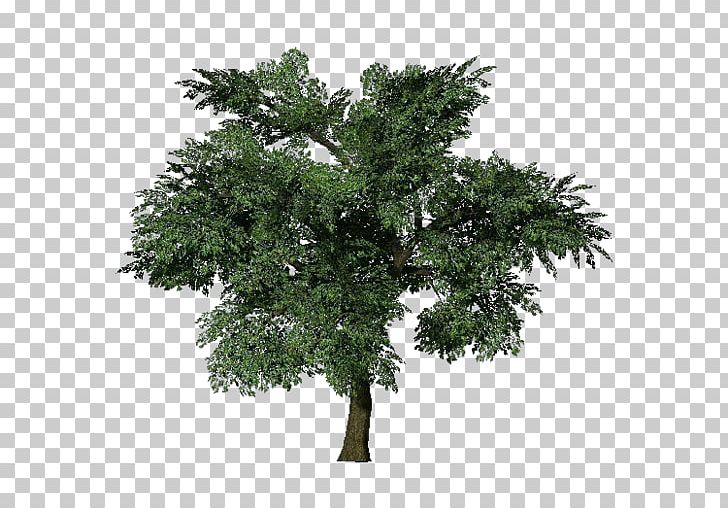 Tree Oak European Beech Populus Nigra Branch PNG, Clipart, Arboles, Beech, Black Pine, Branch, Cottonwood Free PNG Download
