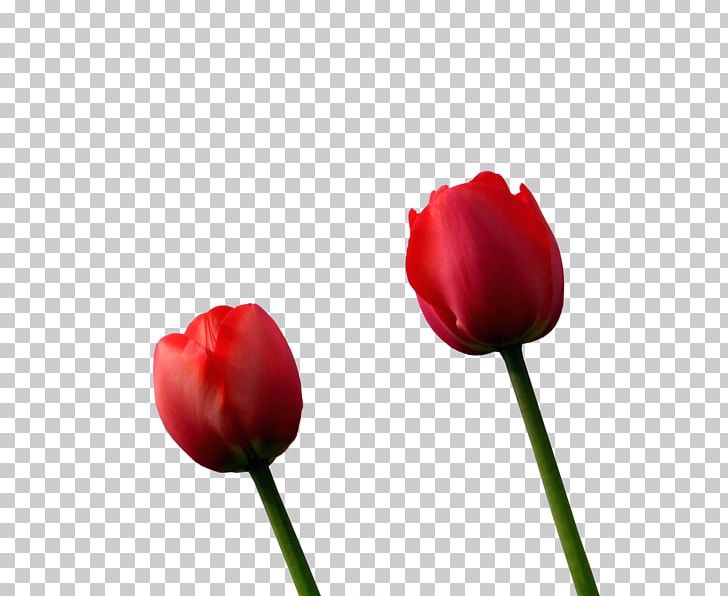 Tulip Petal Close-up Plant Stem PNG, Clipart, Bud, Closeup, Closeup, Flower, Flowering Plant Free PNG Download