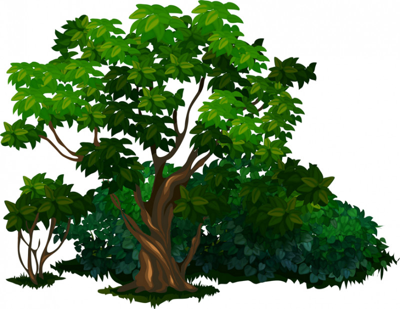 Arbor Day PNG, Clipart, Arbor Day, Biome, Branch, California Live Oak, Californian White Oak Free PNG Download