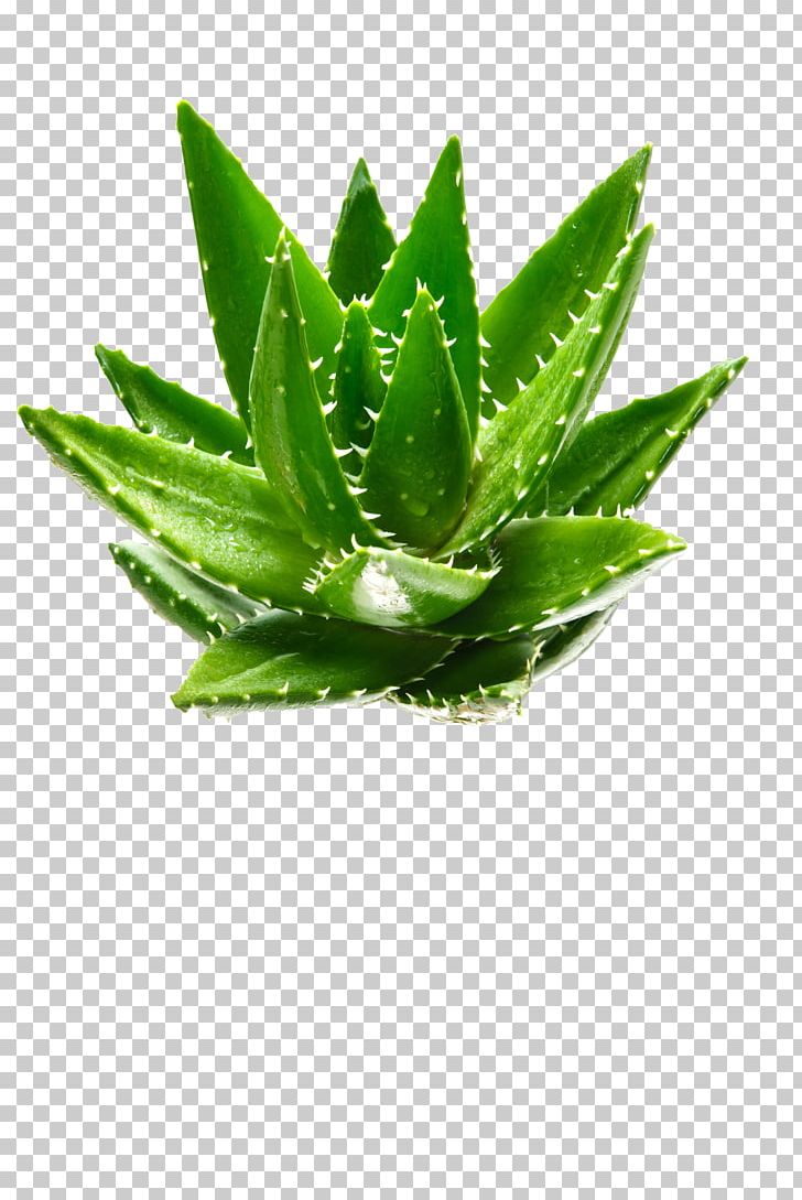 Aloe Vera Green Plant Aloin PNG, Clipart, Advertising, Agave, Aloe, Aloe Plant, Aloe Vera Free PNG Download