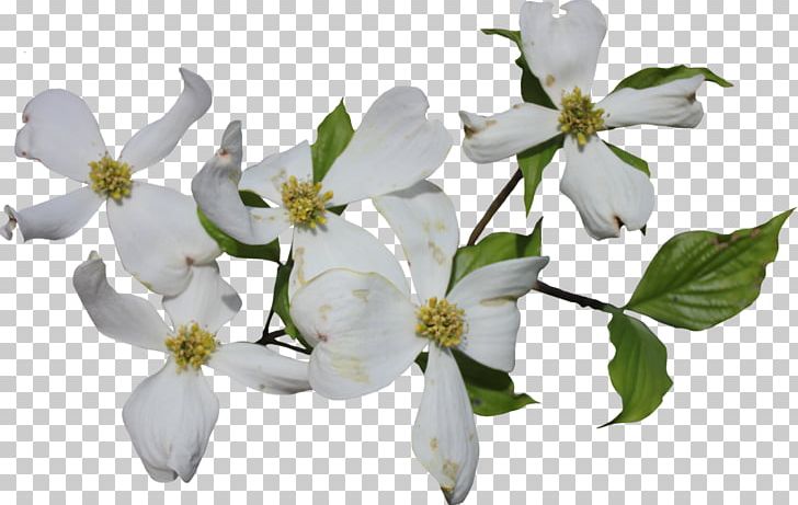 Flowering Dogwood Cornus Officinalis Cornus Sericea PNG, Clipart, Blossom, Branch, Clip Art, Cornus Officinalis, Cornus Sericea Free PNG Download
