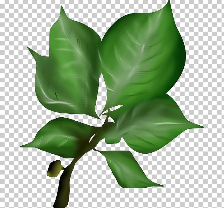 Leaf Texture Mapping Plant Stem Plants PNG, Clipart, 3d Computer Graphics, Bark, Blender, Flower, Leaf Free PNG Download