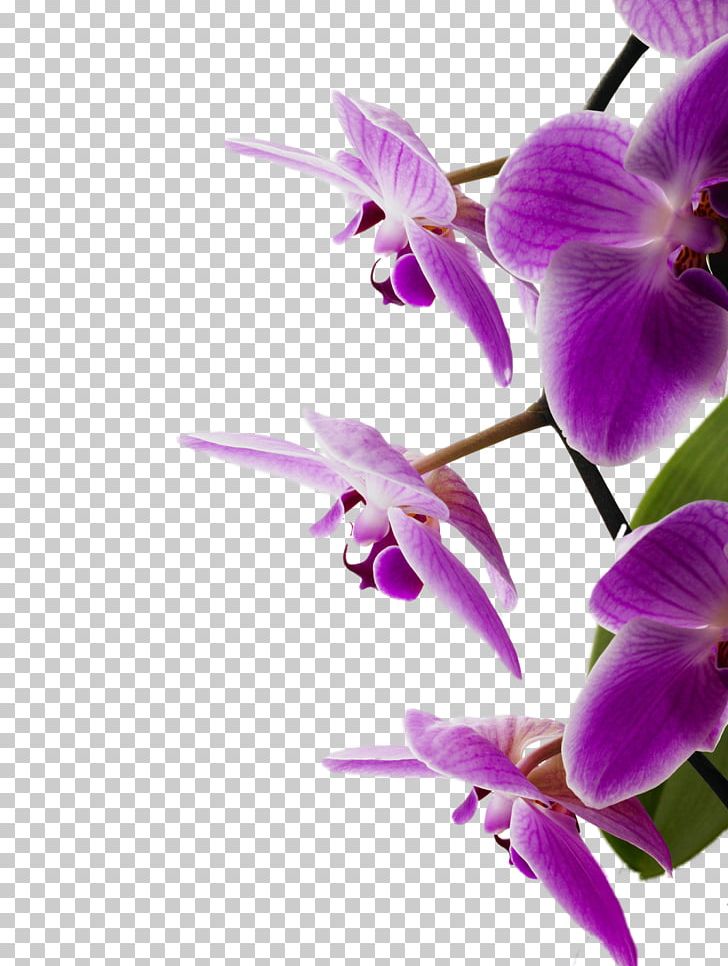 Bedroom Orchids Violet Flower PNG, Clipart, Bedroom, Cattleya, Cheap, Color, Cut Flowers Free PNG Download